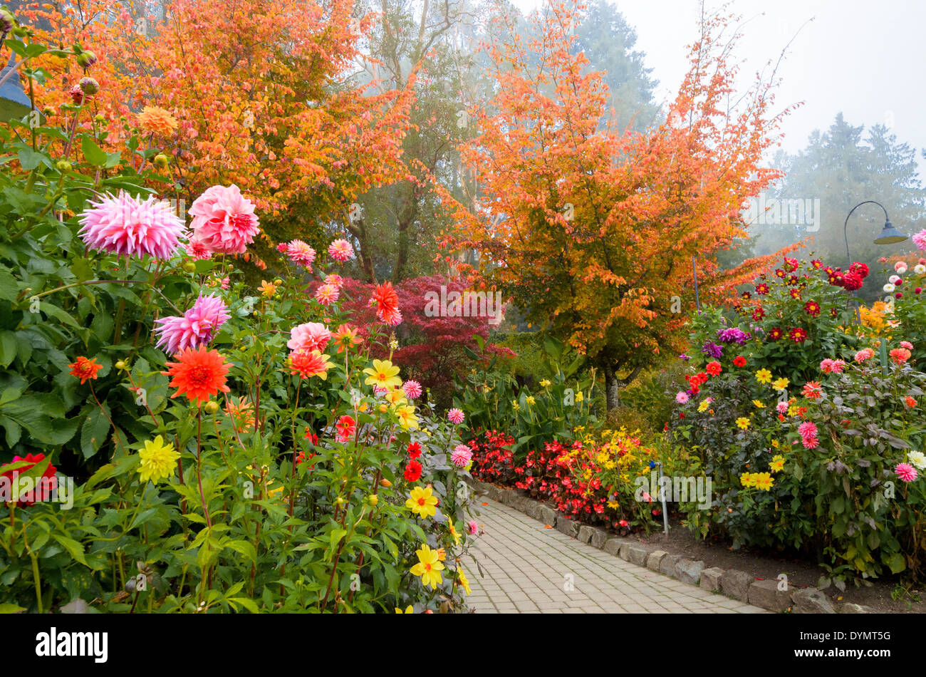 Tne Dahlie walk, Butchart Gardens, Brentwood Bay, Vancouver Island, British Columbia, Kanada Stockfoto