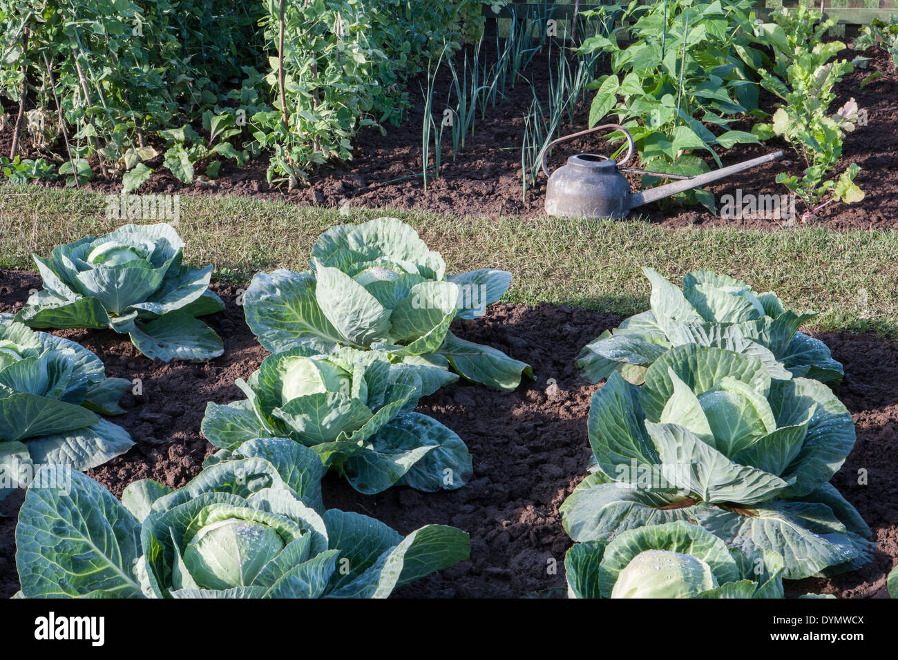 Kleiner Gemüsegarten Gemüsegarten Sommer eine Zuteilung mit Kohl