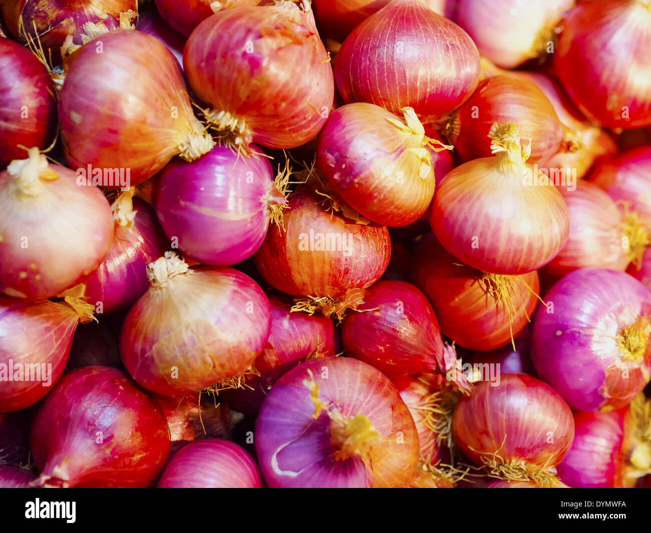 Zwiebeln im Mercat de Santa Caterina - frische Lebensmittel-Markt in Barcelona, Katalonien, Spanien Stockfoto