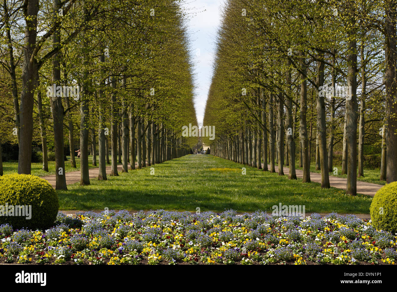 Ein Foto von einer Gasse der Linden im französischen Garten (Französischer Garten) in Celle, Deutschland. Stockfoto