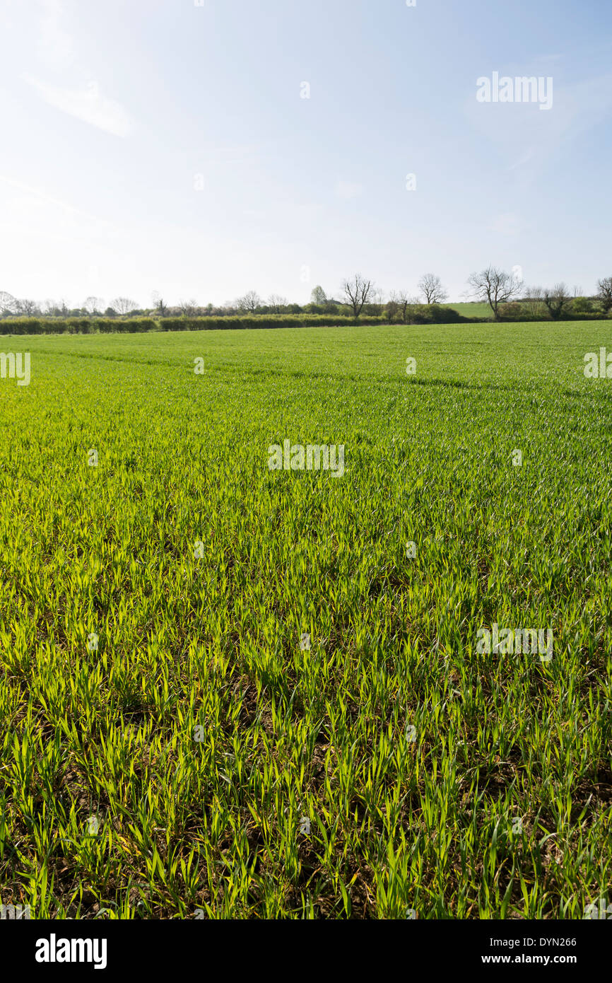 Junge Winterweizen in einem sonnigen April Northamptonshire Feld. Stockfoto