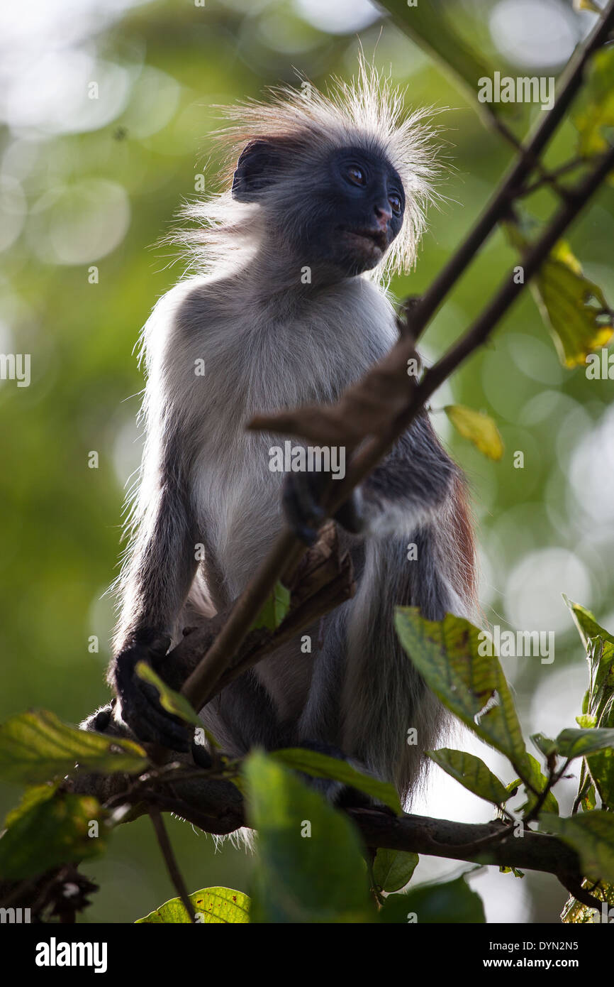 Roten Colobus-Affen in Sansibar Stockfoto