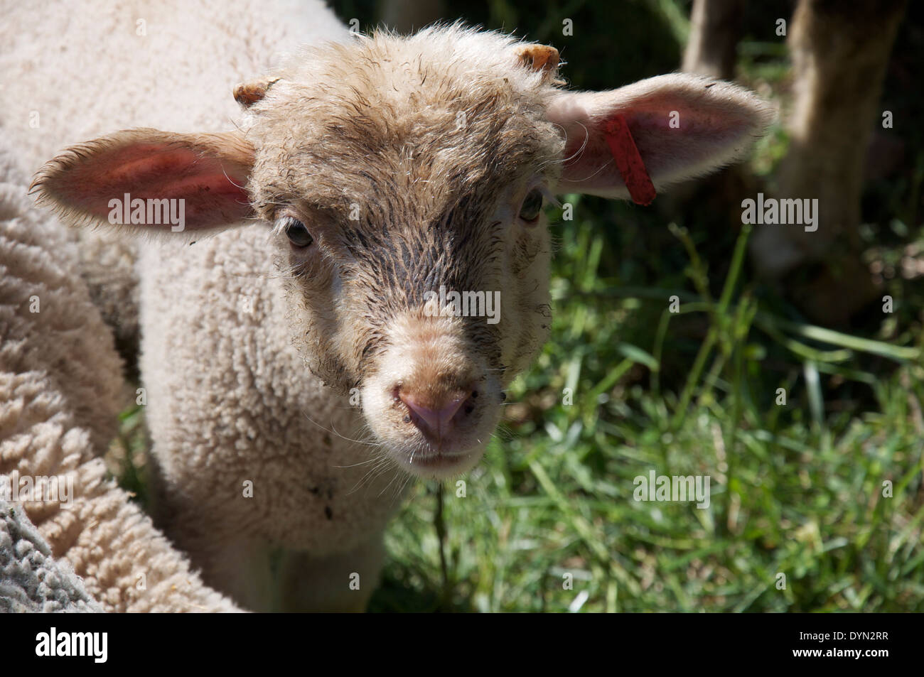 Porträt von einem niedlichen jungen Lamm mit Neugier in die Kamera schauen. Frühling in den Almen des Vercors Regionalparks. La Drôme, Frankreich. Stockfoto