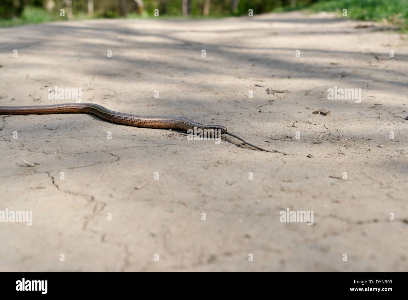 Ein langsamer Wurm überquert einen Fußweg - Anguis fragilis Derbyshire England UK Wildtier Reptilien Stockfoto