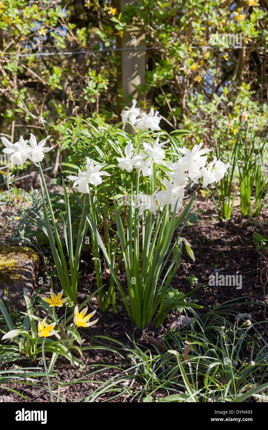 Narzisse Thalia, pflanzte eine reine Weiße Narzisse, unter von Tulipa Dasystemon Tarda wächst in einer Grenze in Cambridge, England, UK Stockfoto