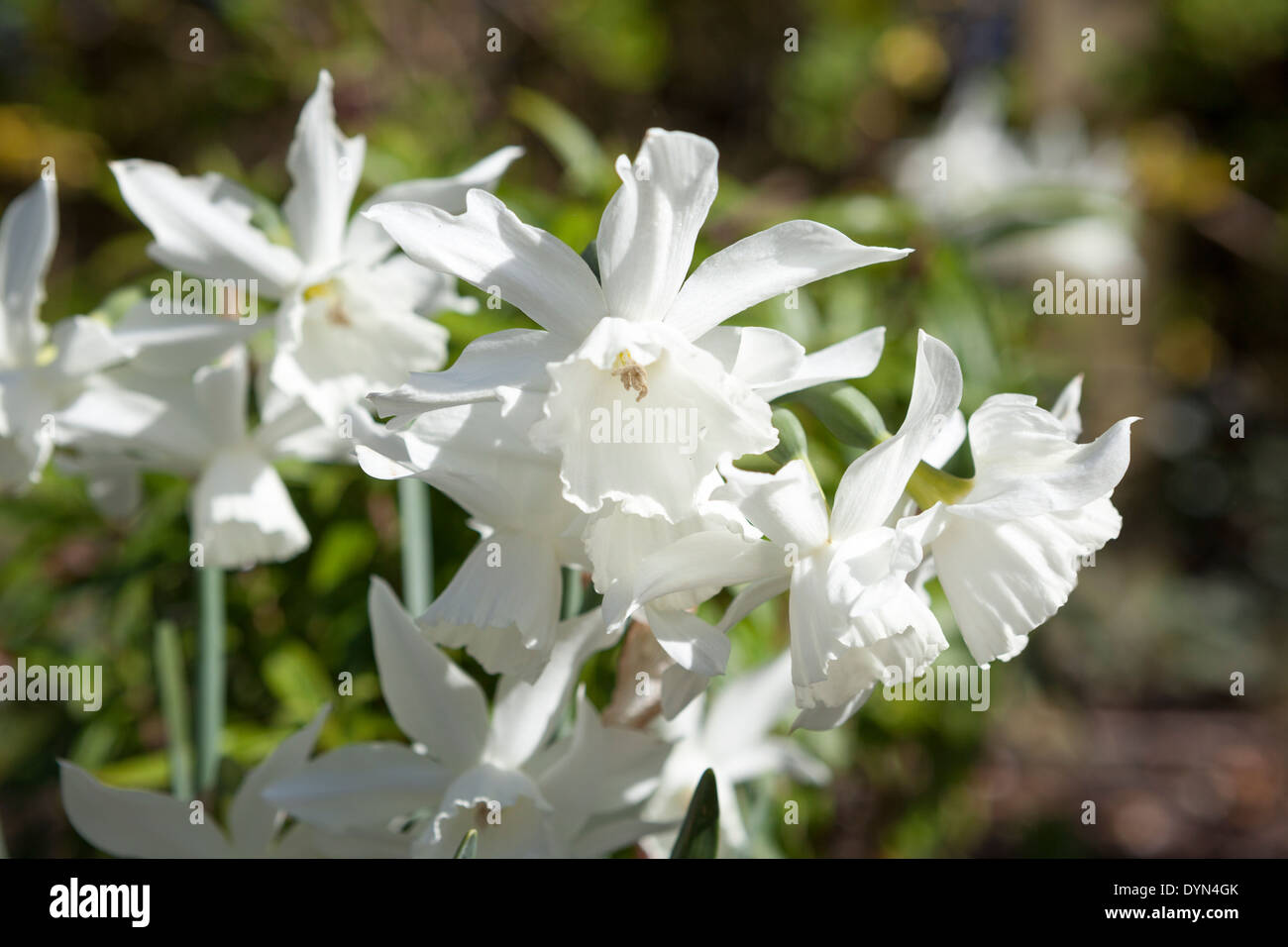 Narzisse Thalia, eine reine Weiße Narzisse wächst in eine Grenze in Cambridge, England, UK Stockfoto