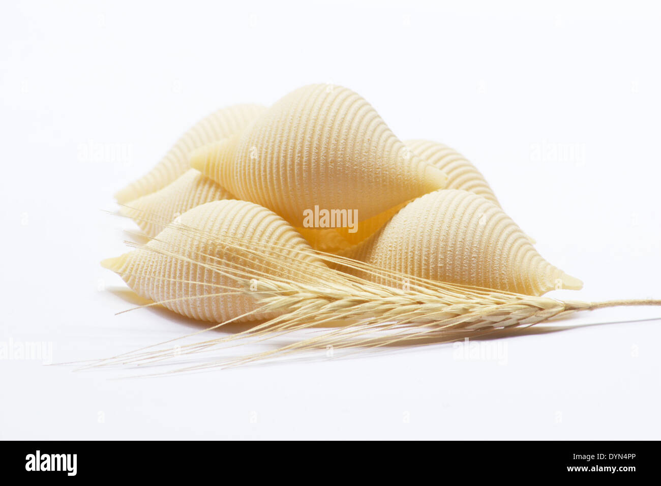 Pasta Shells und Weizen Stengel auf weißem Hintergrund Stockfoto