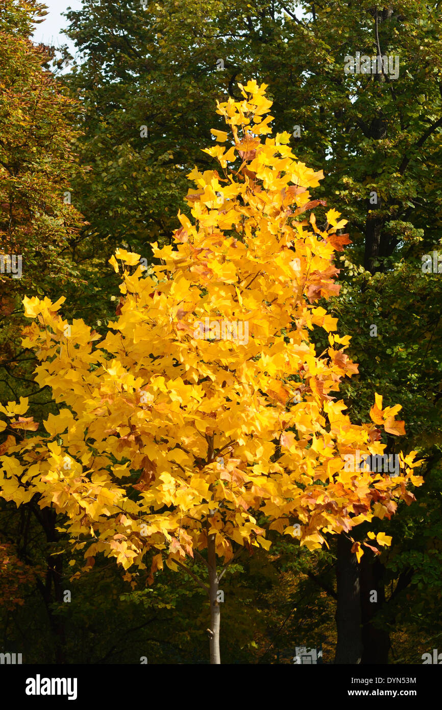 Baum im Herbstfarben Stockfoto