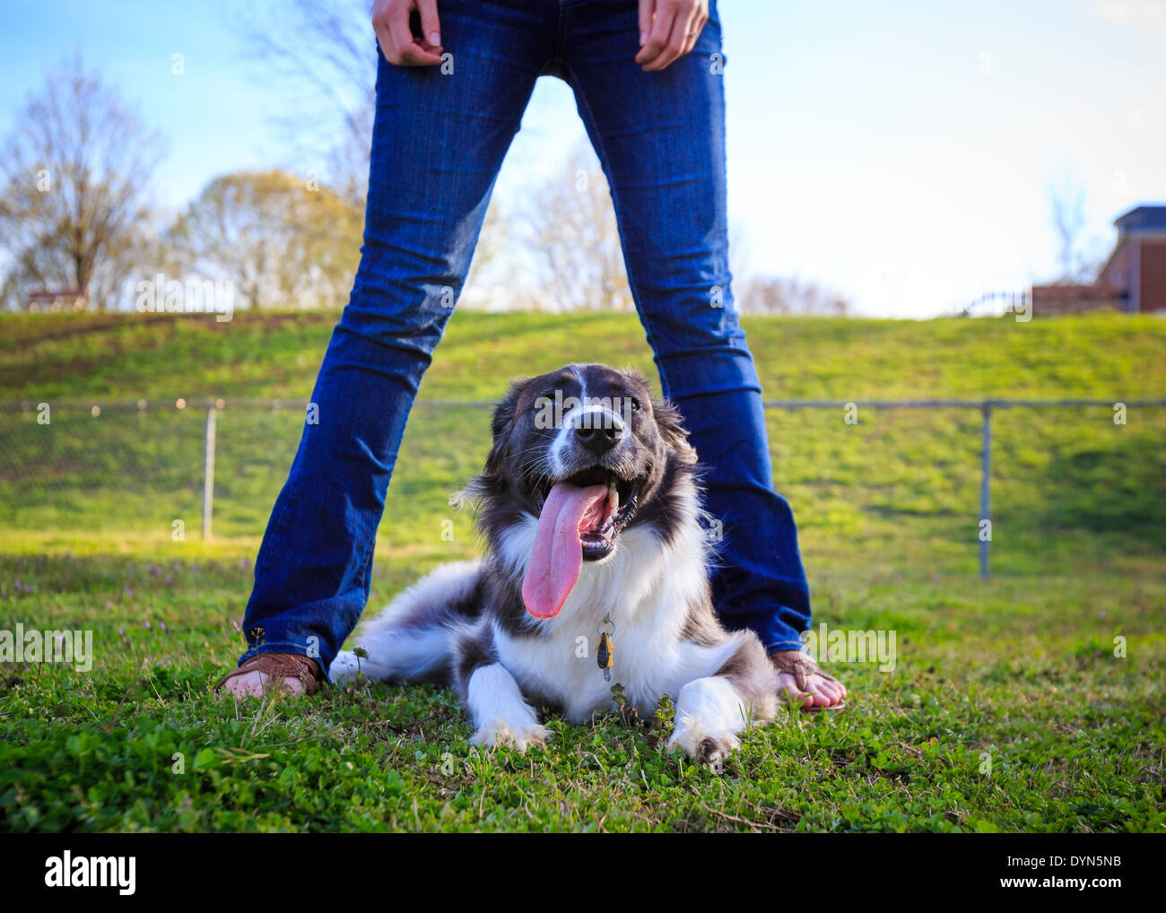 Glücklicher Hund mit Besitzer in Wiese Stockfoto