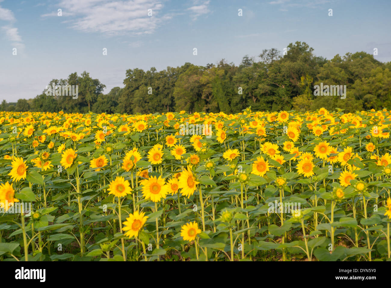 Feld von Sonnenblumen in Jarrettsville Maryland Stockfoto
