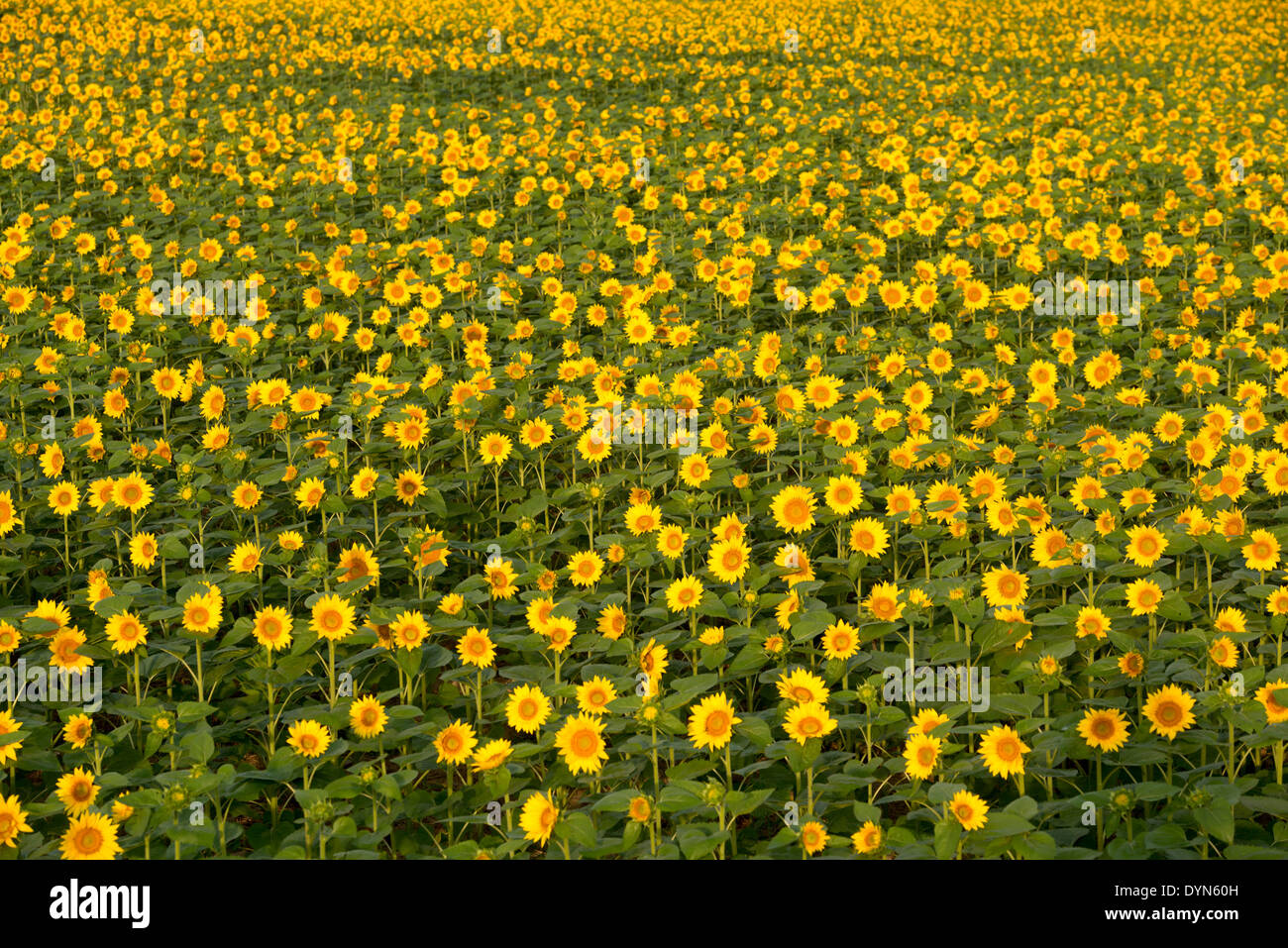Feld von Sonnenblumen in Jarrettsville Maryland Stockfoto