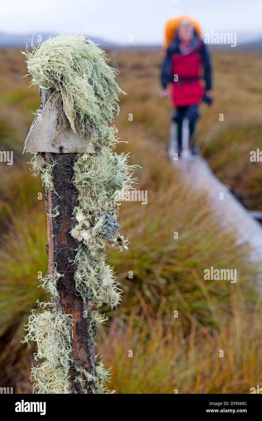 Flechten bedeckten Trail Marker auf Tasmaniens Overland Track Stockfoto