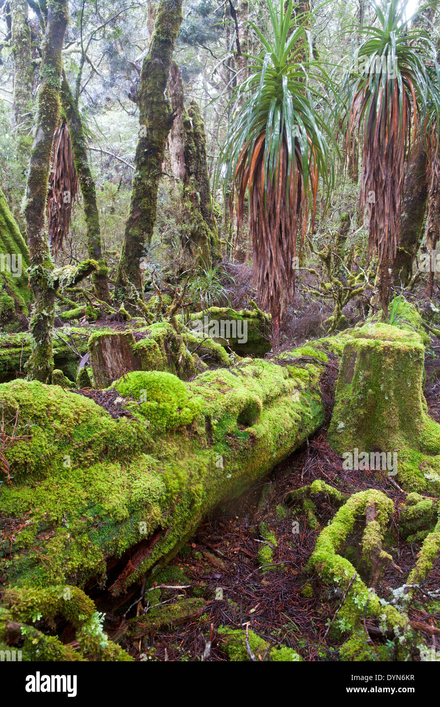Moosbedeckten Wald entlang Tasmaniens Overland Track Stockfoto
