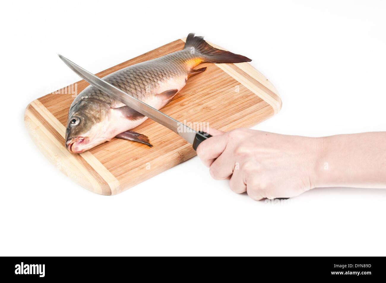 Hand schneiden frischen Fisch auf dem Brett auf weißem Hintergrund Stockfoto