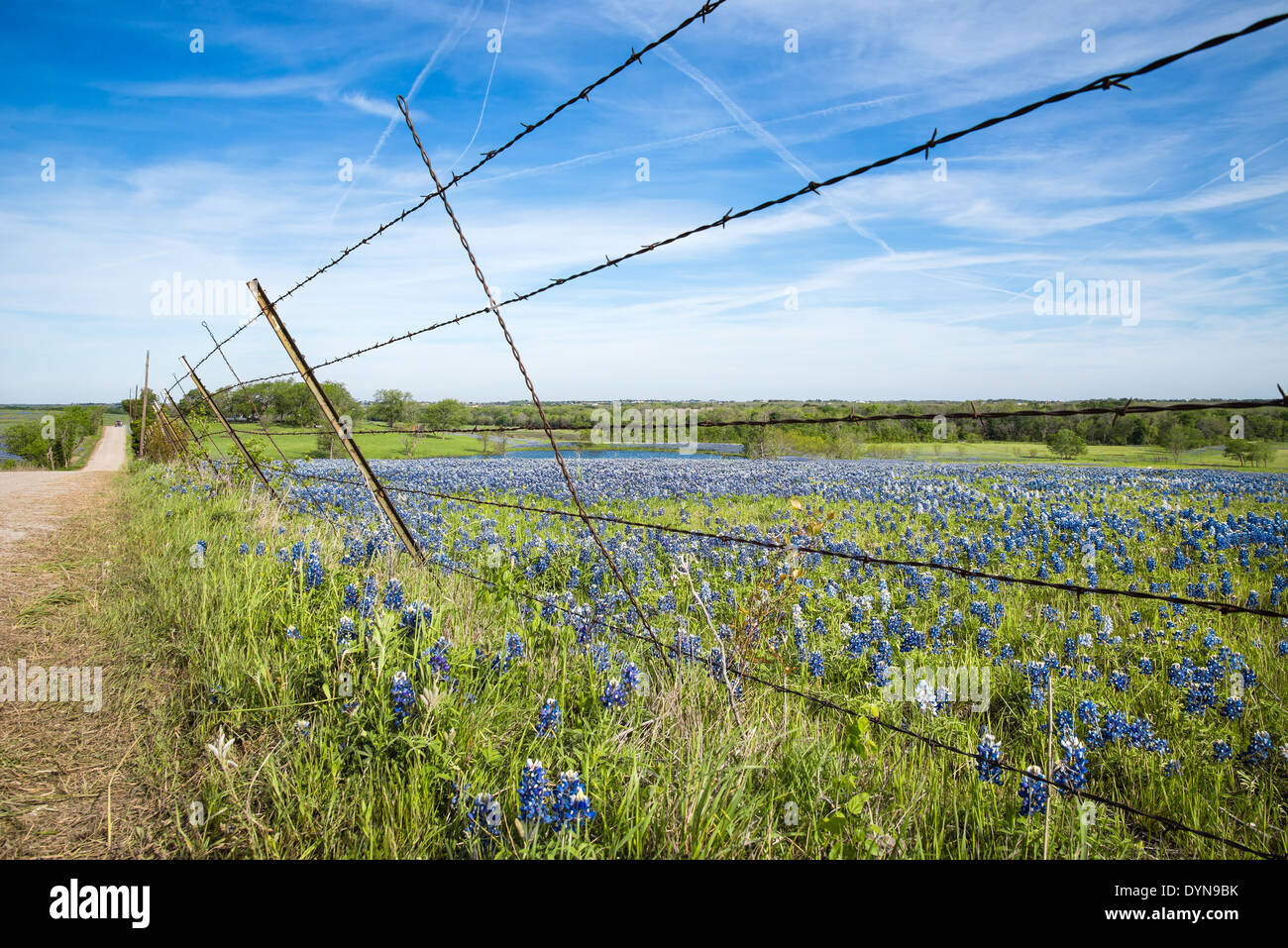Bluebonnet Feld und Zaun entlang einer Landstraße in Texas Frühling Stockfoto