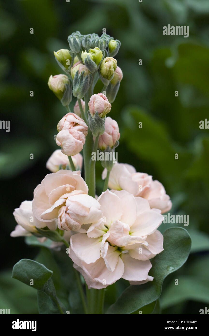 Matthiola Pfirsichblumen. Stockfoto