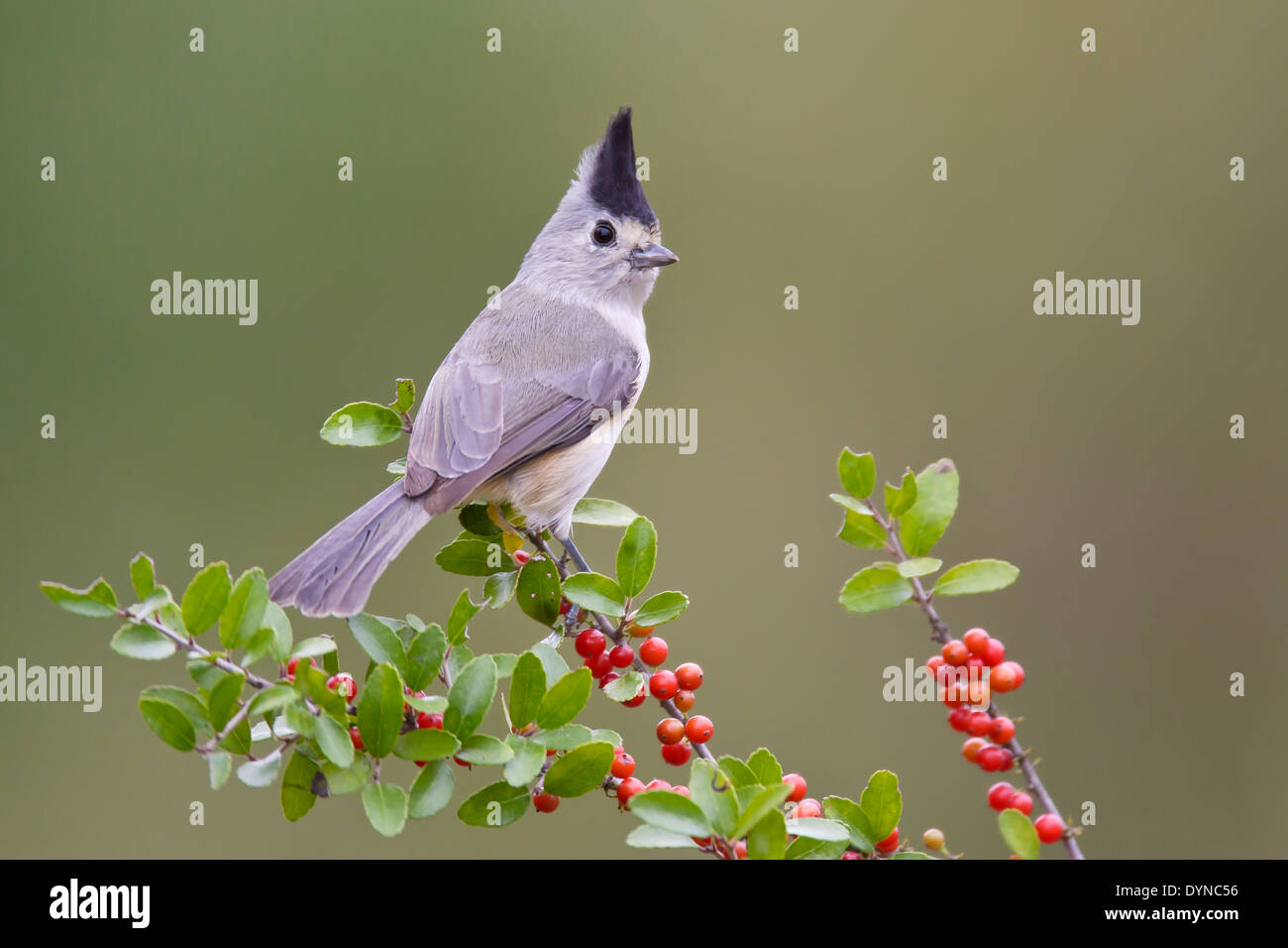 Schwarz-crested Meise - Baeolophus atricristatus Stockfoto