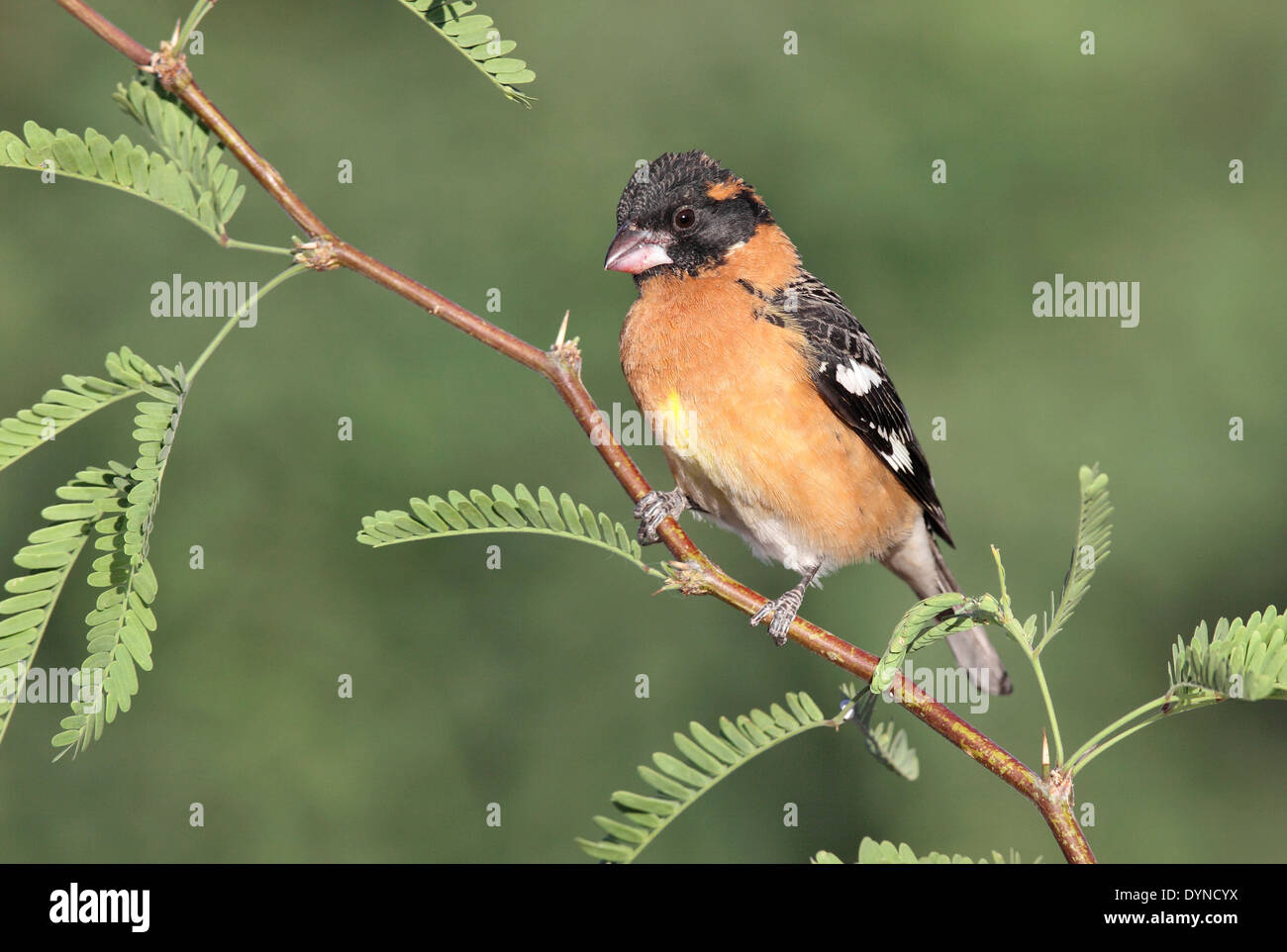 Black-headed Kernbeißer - Pheucticus Melanocephalus - männlich Stockfoto