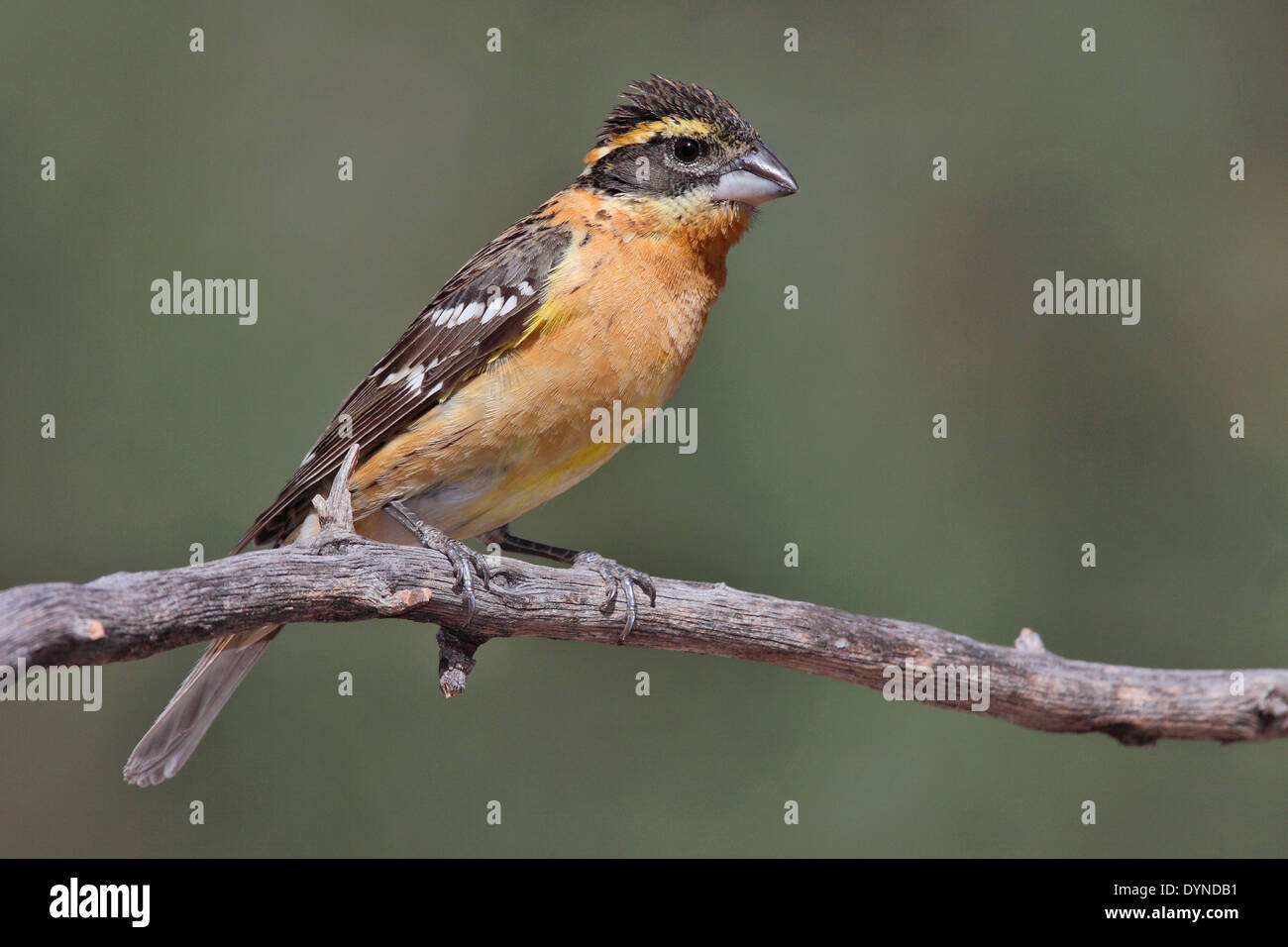 Black-headed Kernbeißer - Pheucticus Melanocephalus - 1. Herbst männlich Stockfoto