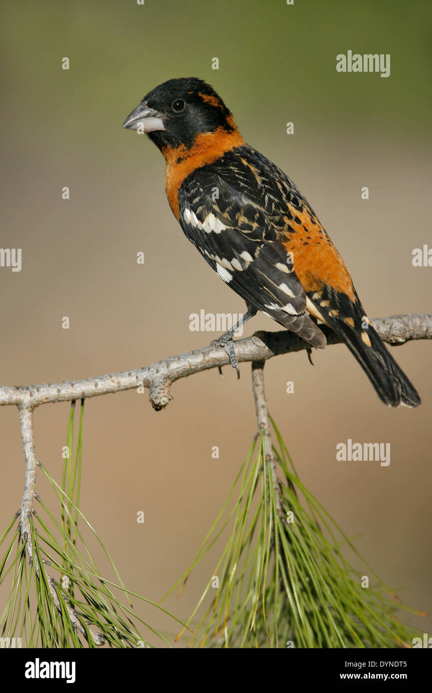 Black-headed Kernbeißer - Pheucticus Melanocephalus - männlich Stockfoto