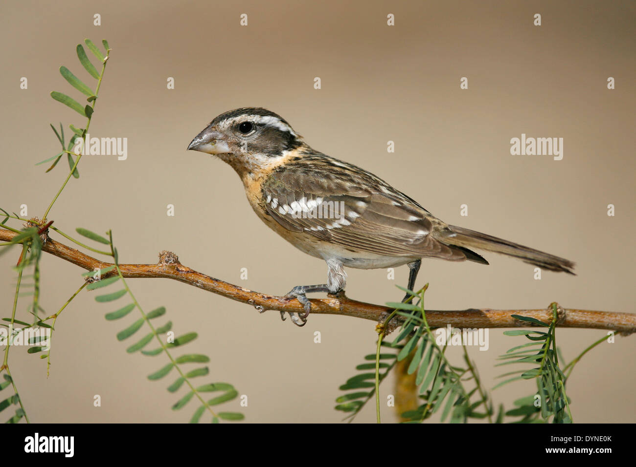 Black-headed Kernbeißer - Pheucticus Melanocephalus-erwachsenes Weibchen Stockfoto