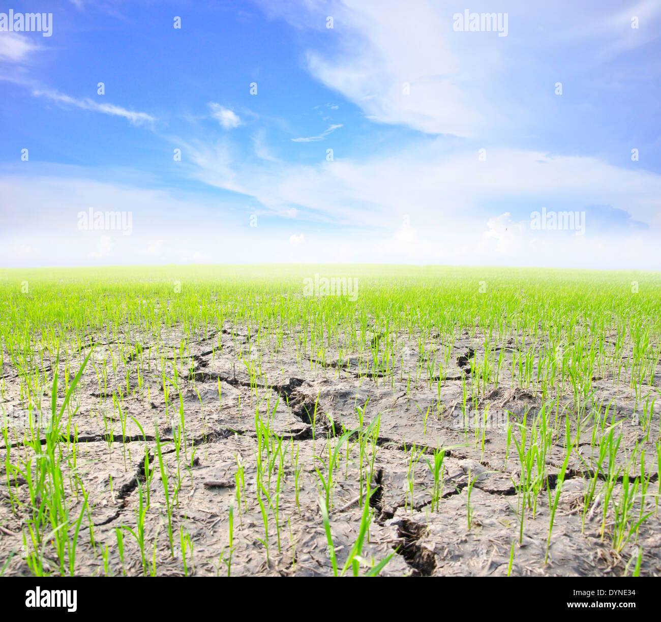 Landwirtschaft-Reisfeld mit Wolke und blauer Himmel Stockfoto