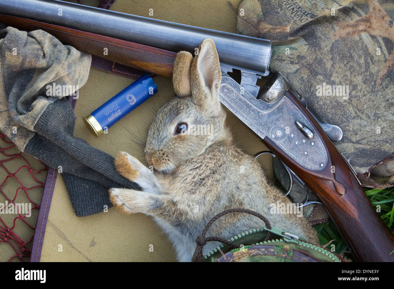 Ein Toten Kaninchen mit einer Schrotflinte und schießen Ausrüstung  Stockfotografie - Alamy