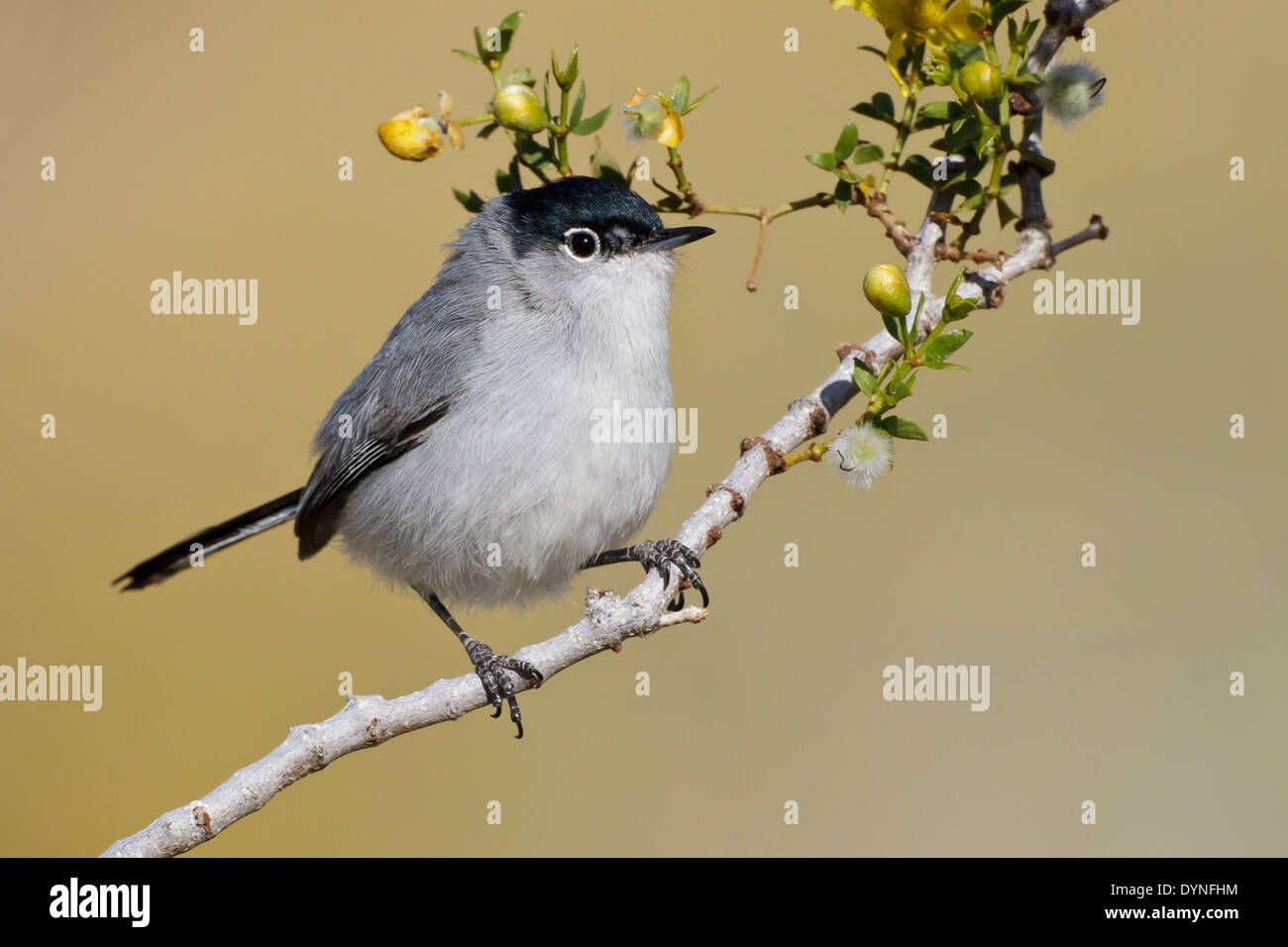 Schwarz-angebundene Gnatcatcher - Polioptila Melanura - Erwachsene männliche Zucht Stockfoto