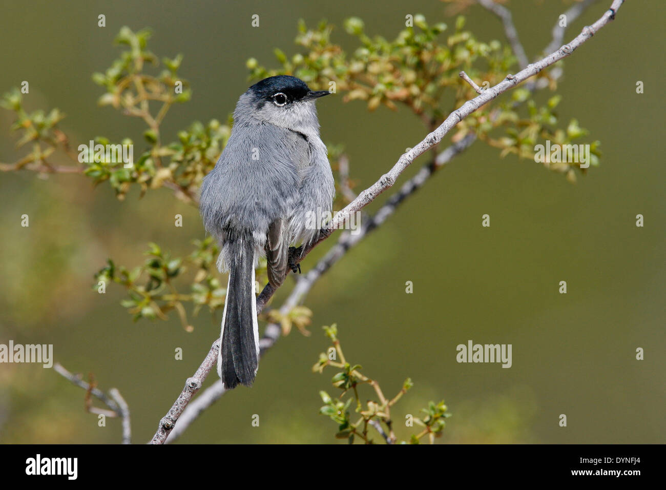 Schwarz-angebundene Gnatcatcher - Polioptila Melanura - Erwachsene männliche Zucht Stockfoto