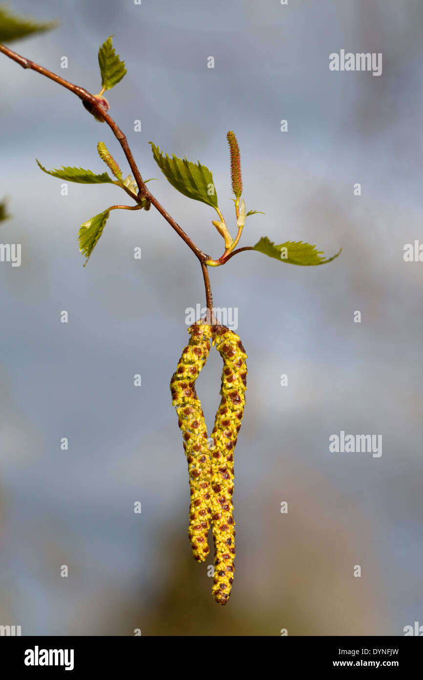 Birke im Frühjahr; Betula Pendel; Kätzchen; UK Stockfoto
