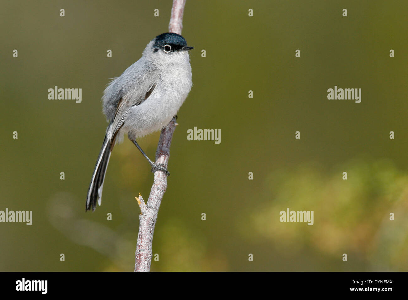 Schwarz-angebundene Gnatcatcher - Polioptila Melanura - Erwachsene männliche Zucht Stockfoto