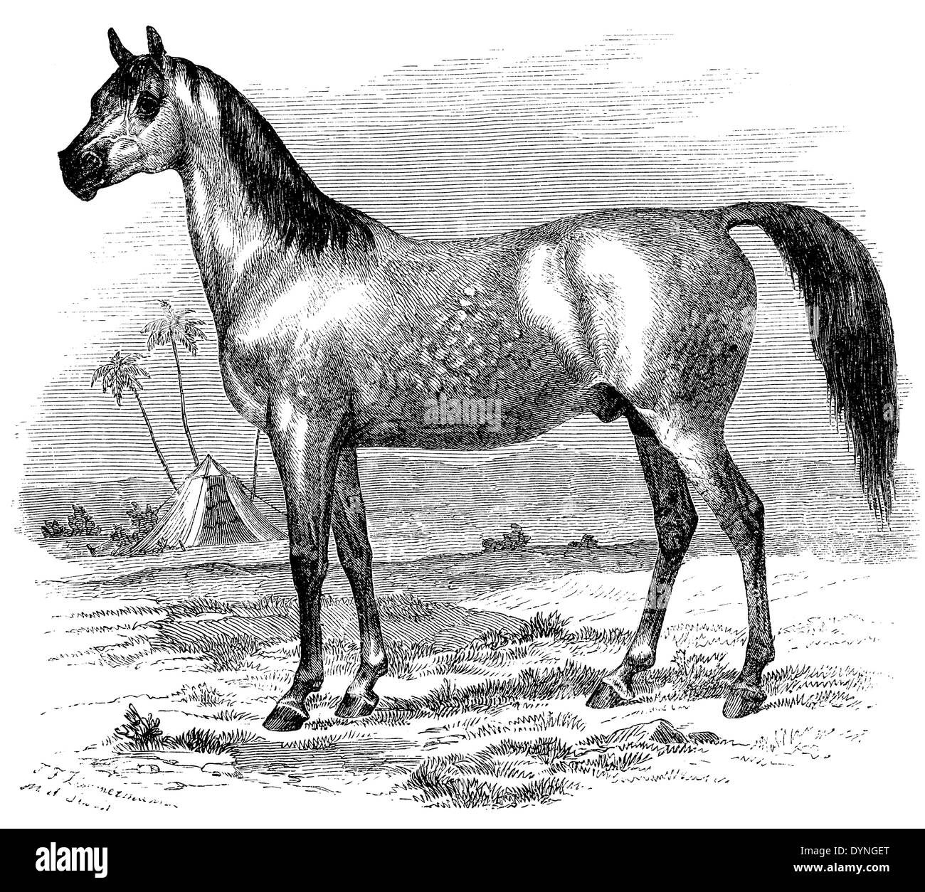 Pferd: Arabische Stockfoto