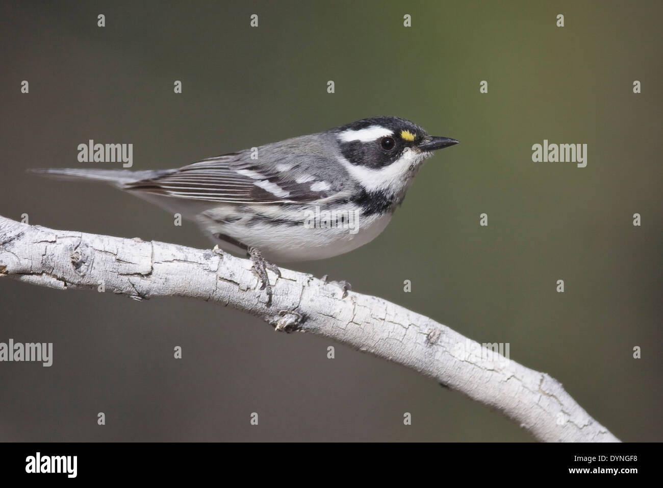 Black-throated Gray Warbler - Setophaga hier - Erwachsene weibliche Zucht Stockfoto