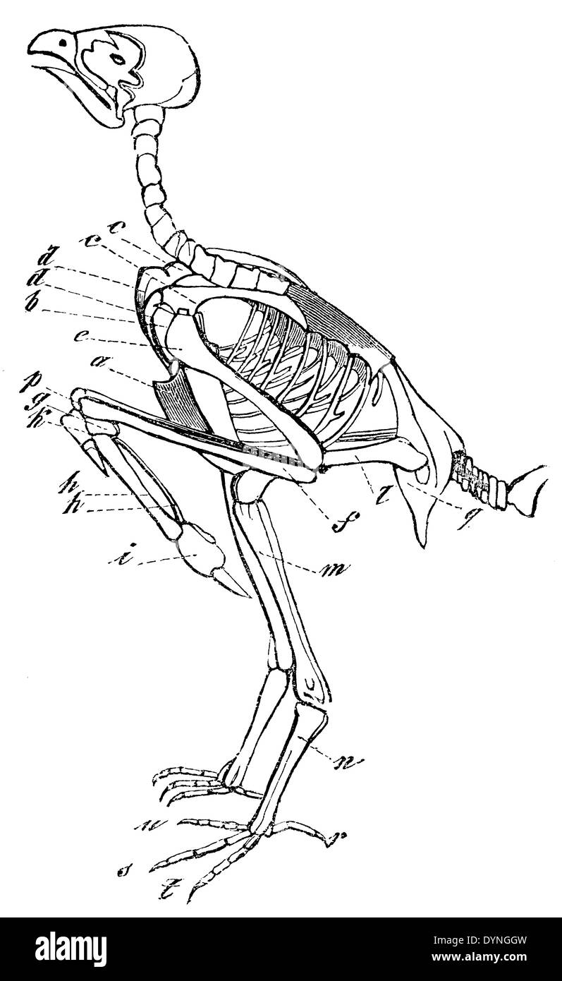 Vogel-Skelett Stockfoto