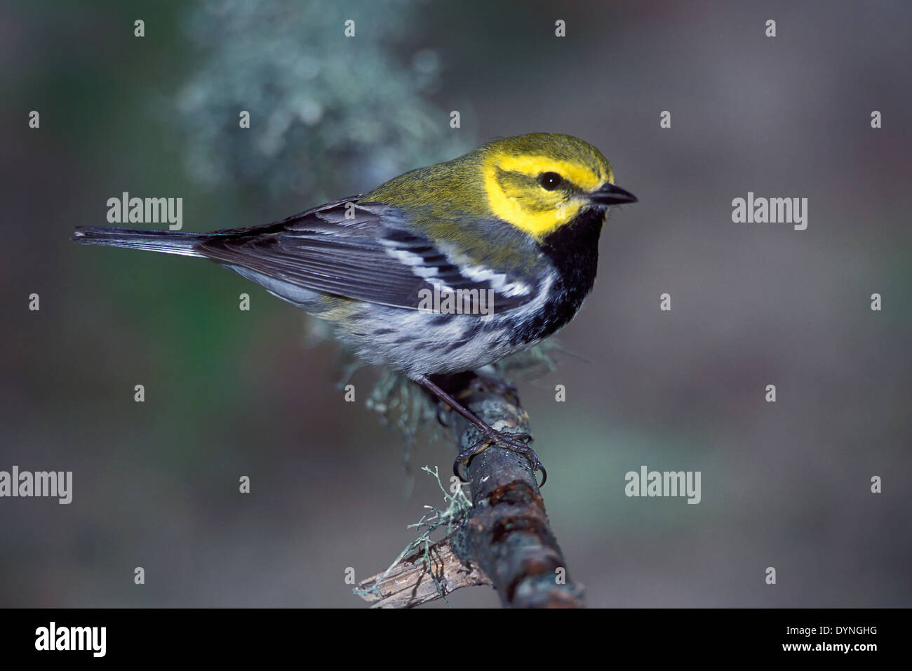 Black-throated grüner Laubsänger - Setophaga Virens - Erwachsene männliche Zucht Stockfoto