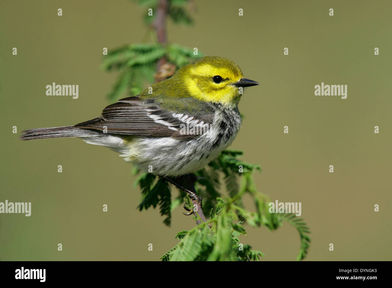 Black-throated grüner Laubsänger - Setophaga Virens - Erwachsene weibliche Zucht Stockfoto