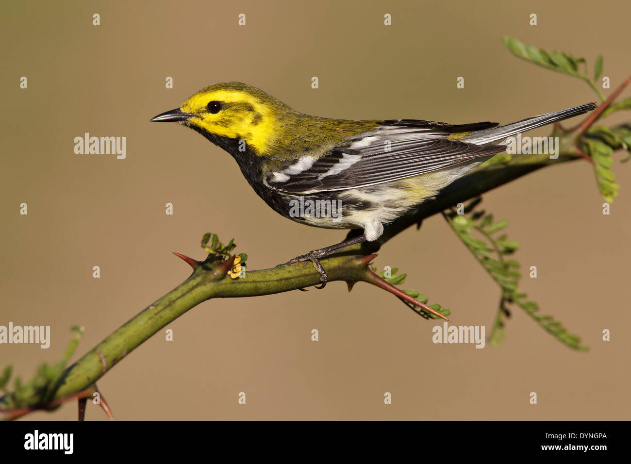 Black-throated grüner Laubsänger - Setophaga Virens - Männchen Stockfoto