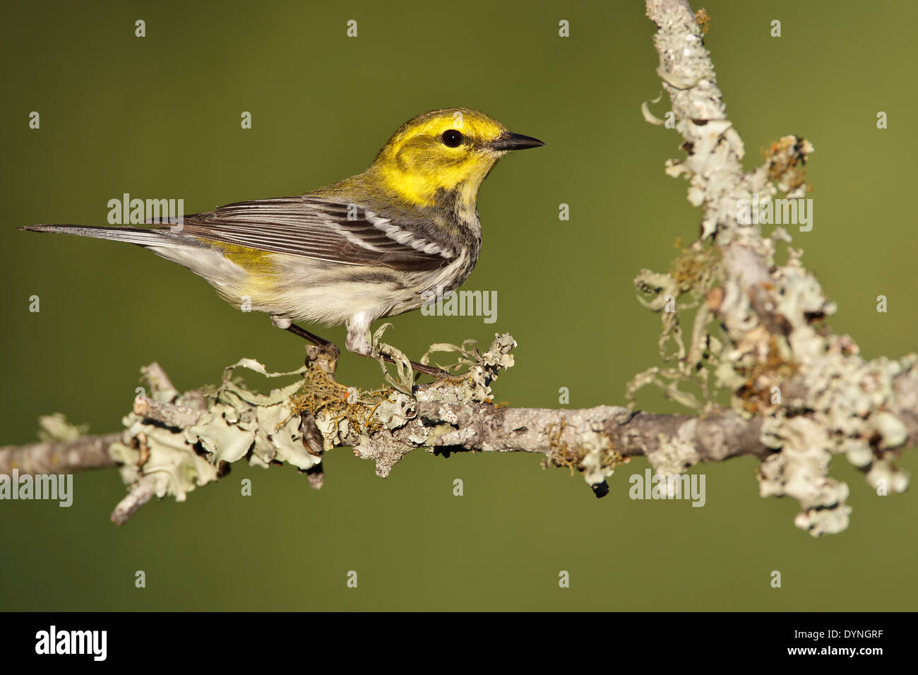 Black-throated grüner Laubsänger - Setophaga Virens - erwachsenes Weibchen Stockfoto