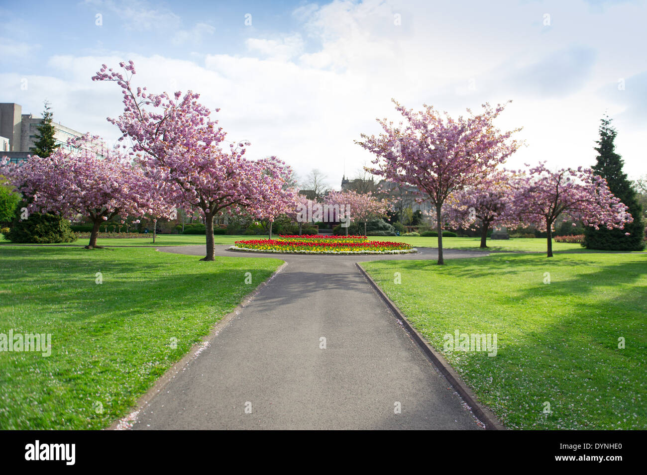 Frühling blüht im Alexandra Gärten im Bereich Cathays Park von Cardiff, UK. Stockfoto