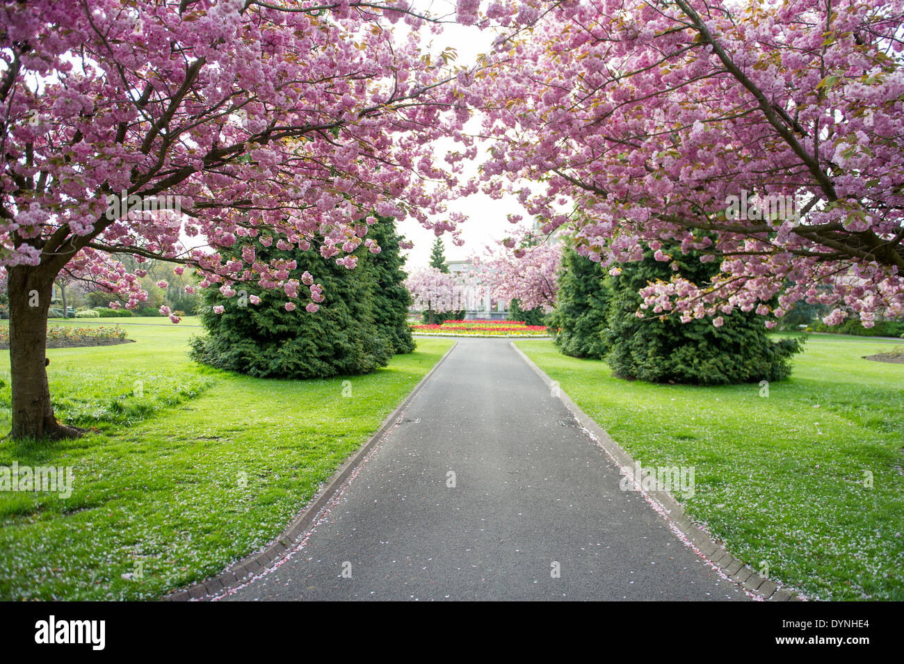 Frühling blüht im Alexandra Gärten im Bereich Cathays Park von Cardiff, UK. Stockfoto