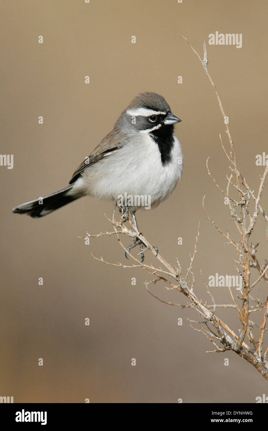 Black-throated Spatz - Amphispiza bilineata Stockfoto