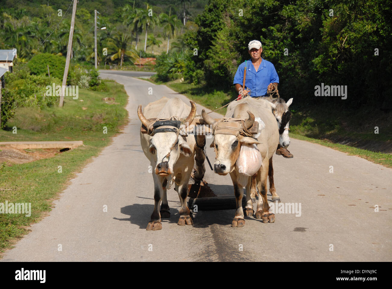 Kubanische Bauern bewegen einen Pflug mit zwei paarte Ochsen entlang einer Straße in der Nähe von Guardalavaca, Kuba Stockfoto
