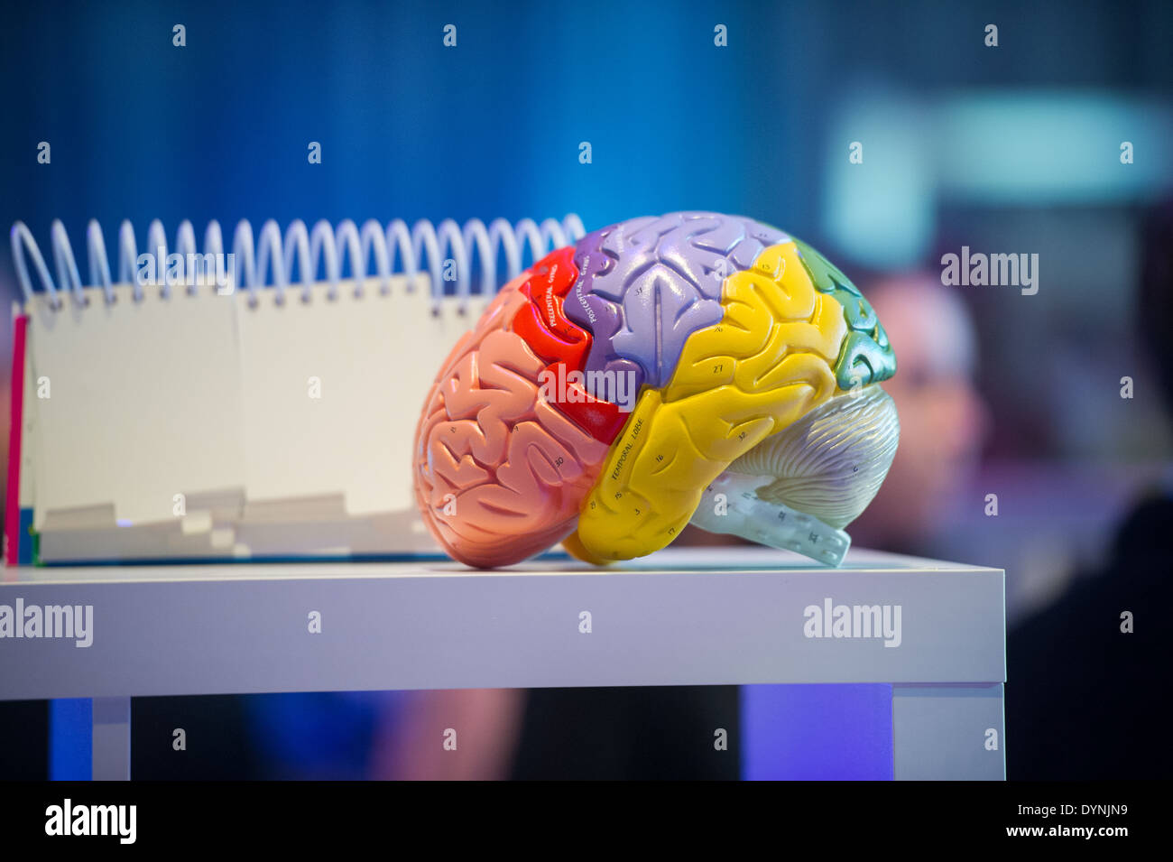 Kunststoff Gehirn auf Tisch in Baltimore, Maryland Stockfoto