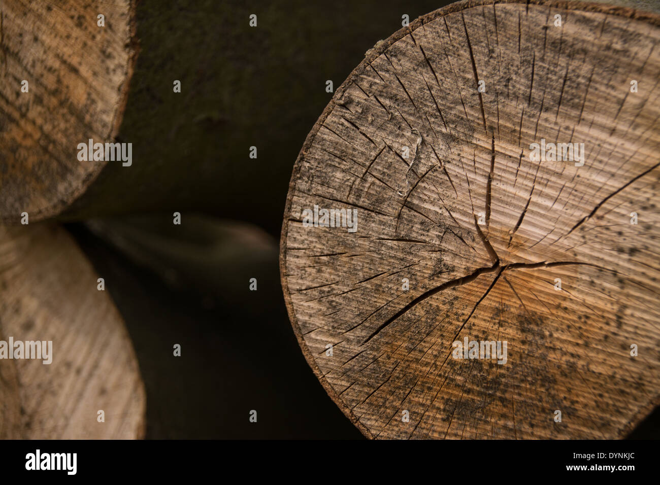 Nahaufnahme von Schnittholz Protokolldetails unter einem Protokoll-Stapel. Stockfoto