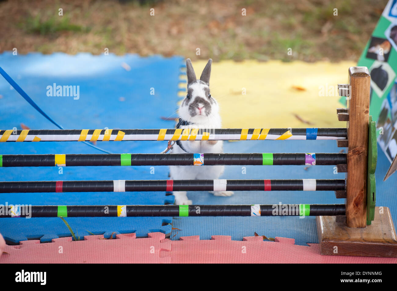 Hase Kaninchen an der Leine vor Hürde auf Hindernisparcours Clarksville, Maryland Stockfoto