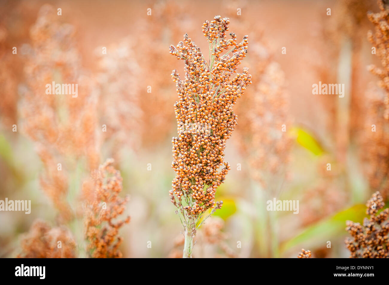 Bereich von Sorghum (Sorghum bicolor) Rock Hall, Maryland Stockfoto