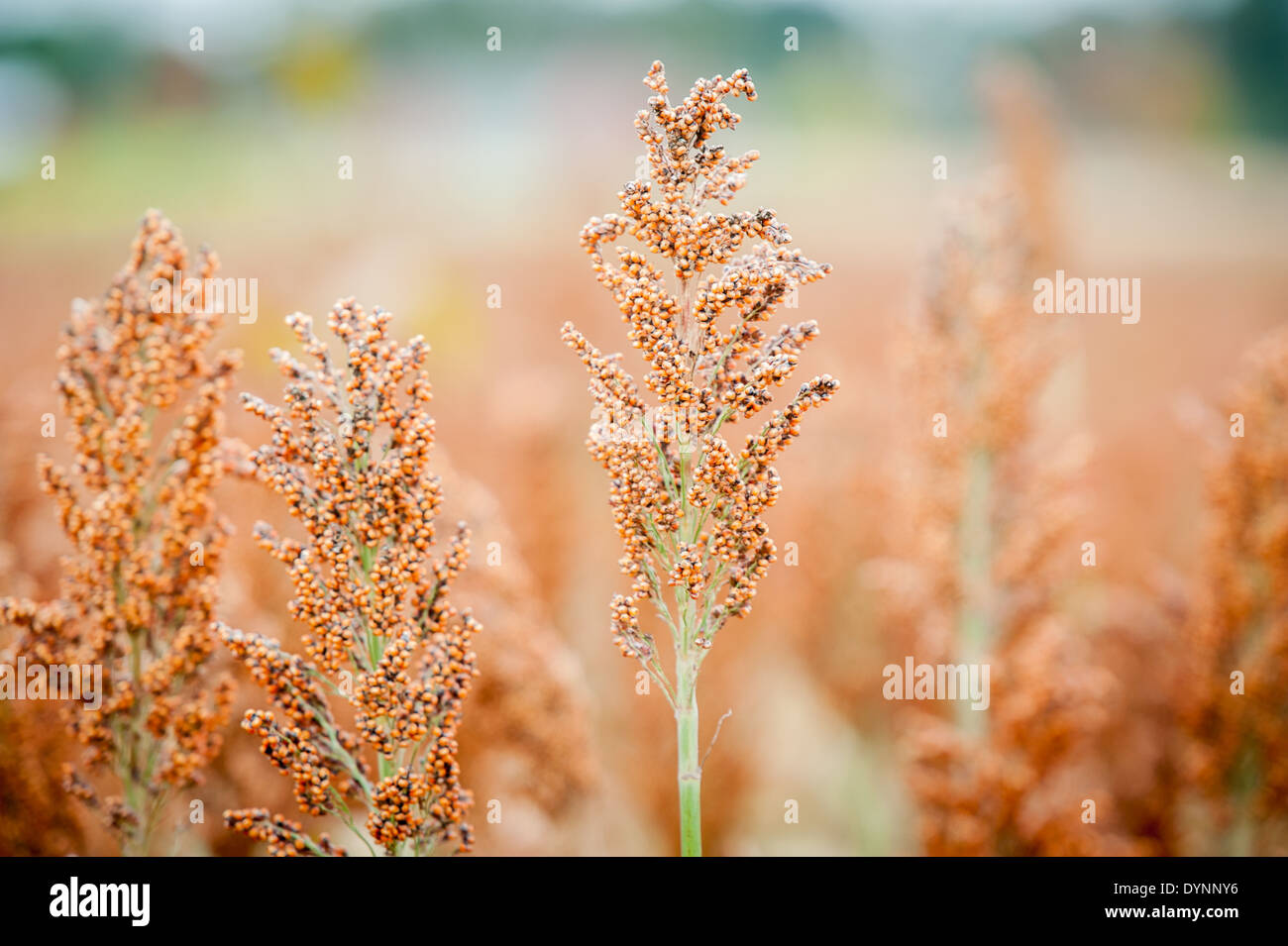 Bereich von Sorghum (Sorghum bicolor) Rock Hall, Maryland Stockfoto