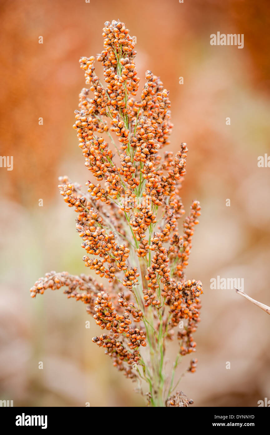 Bereich von Sorghum (Sorghum bicolor) Rock Hall, Maryland Stockfoto