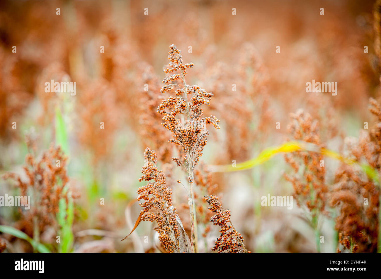 Bereich von Sorghum (Sorghum bicolor) Rock Hall, Maryland Stockfoto