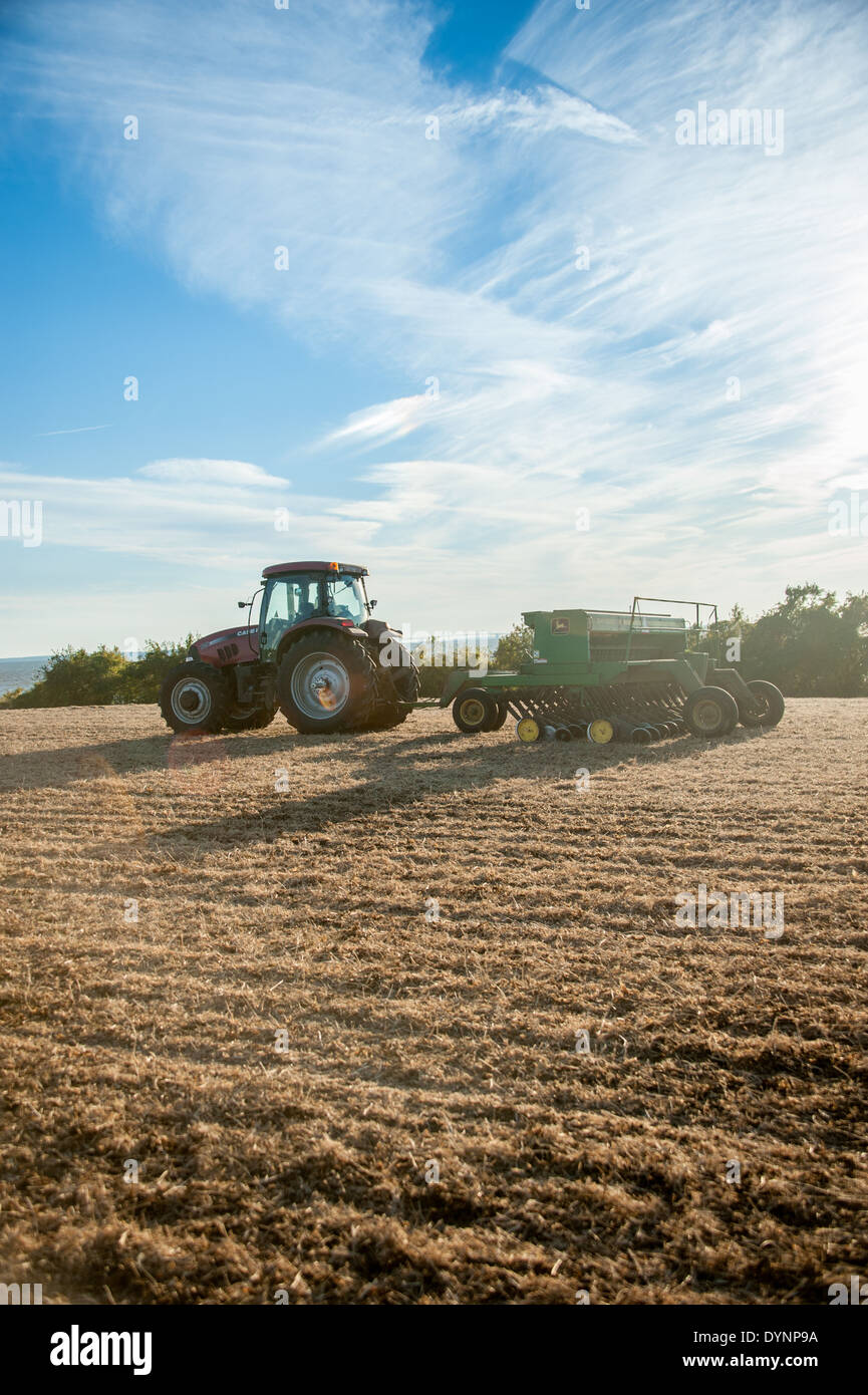 Zwischenfrucht Anpflanzen im Kent County MD Stockfoto